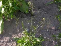Capsella bursa-pastoris