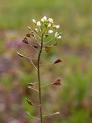 Capsella bursa-pastoris