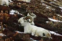Tynnhornsau i Denali Nasjonalpark i Alaska.