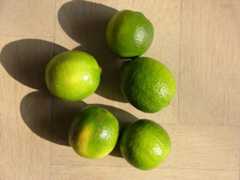 Citrus x latifolia