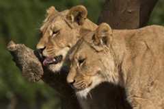 Panthera leo