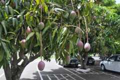 Mangifera indica