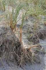 Ammophila arenaria