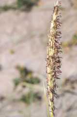 Ammophila arenaria