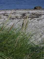 Ammophila arenaria