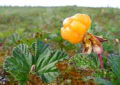 Rubus chamaemorus