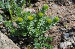 Rhodiola rosea