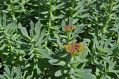 Rhodiola rosea