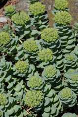 Rhodiola rosea ssp. arctica