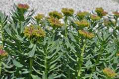 Rhodiola rosea