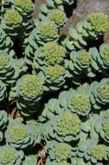 Rhodiola rosea ssp. arctica