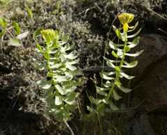Rhodiola rosea