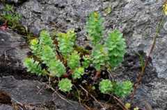 Rhodiola rosea