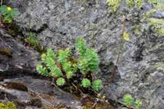 Rhodiola rosea