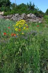 Bunias orientalis