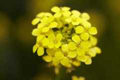 Bunias orientalis