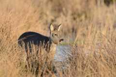 Capreolus capreolus