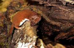 Mustela nivalis