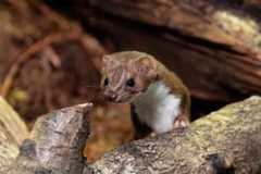Mustela nivalis
