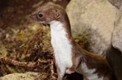 Mustela nivalis