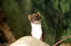 Mustela nivalis