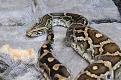 Python molurus
