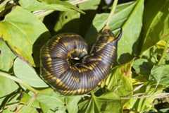 Agrius convolvuli