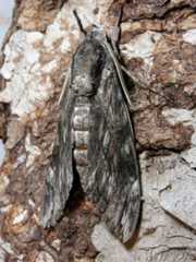 Agrius convolvuli