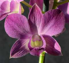 Dendrobium 'Blue Happiness' blomst