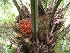 Elaeis guineensis