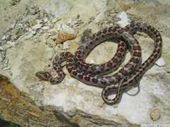 Leopardsnok
