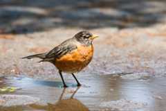 Vandretrost (Turdus migratorius)