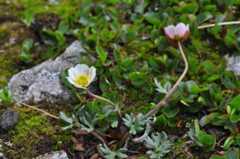 Ranunculus glacialis