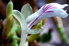 Kardemommeblomst