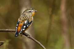Pardalotus punctatus