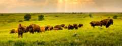 Bison på prærien i Kansas