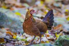 Gallus gallus