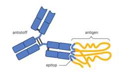 Antigen og antistoff