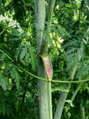 Conium maculatum, giftkjeks.
