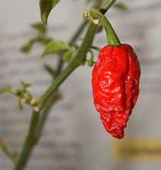 Chilipepper. Den indiske varianten bhut jolokia er en av de sterkeste av alle chilipepper.