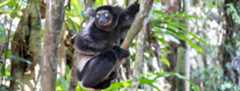 Indri