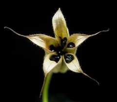 Modne frukter hos Aquilegia vulgaris, akeleie.