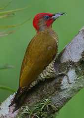 Nicaraguaspett