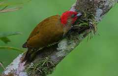 Nicaraguaspett
