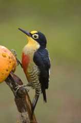 Gulstrupespett