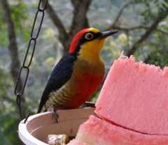 Gulstrupespett
