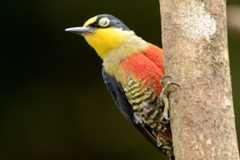 Gulstrupespett