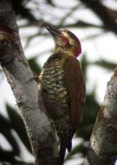Panamaspett