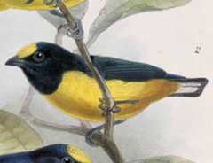 Brungumpeufonia