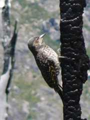 Chilemarkspett